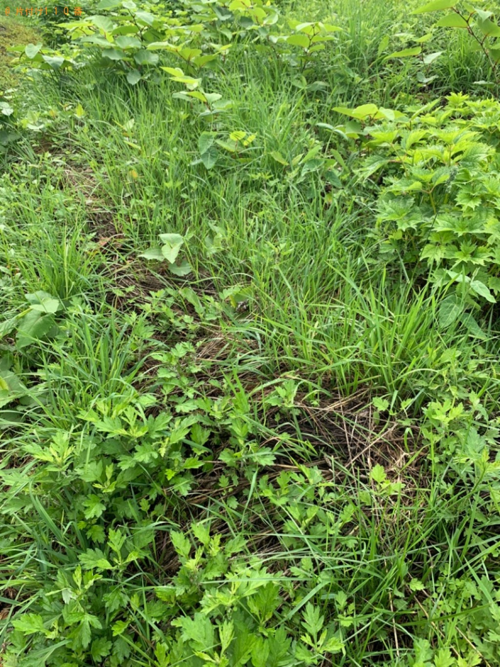 草刈り作業ご依頼　お客様の声
